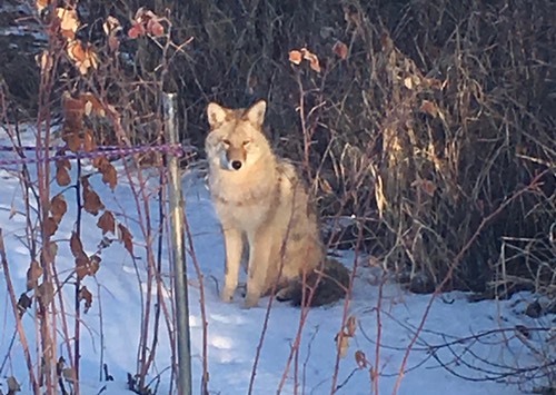 Coyotes – Version 2