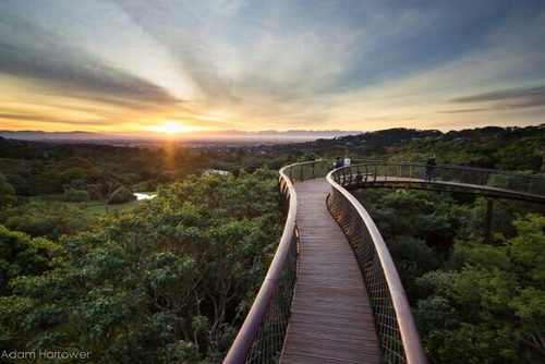 Kirstenbosch Canopy